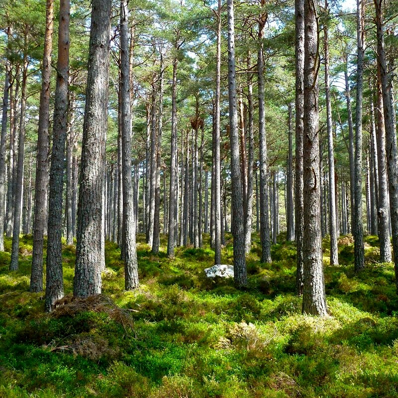 Wälder von morgen erschaffen